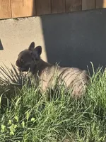 Carriers cocoa, testable choc, at, , a female French Bulldog for sale in Ellensburg, WA – 3 of 6