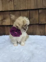 Teacup Butterscotch , a female Shih Tzu for sale in Ellensburg, WA – 3 of 5