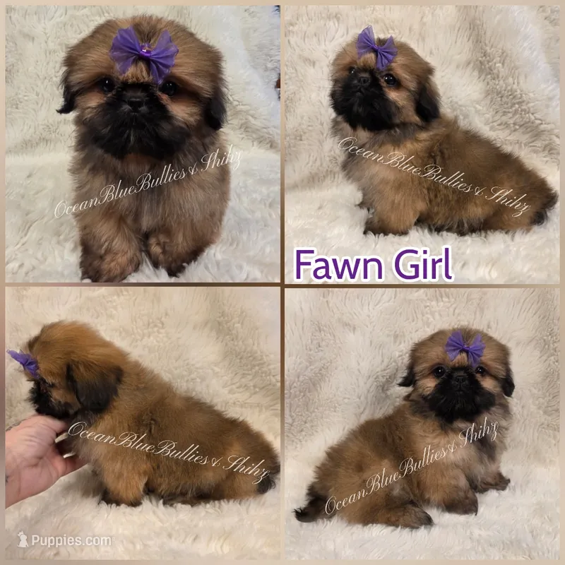 Imperial Pekitzu – Pekingese, Shih Tzu puppy for sale in Ellensburg, WA
