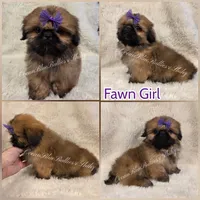 Imperial Pekitzu, a female Pekingese and Shih Tzu for sale in Ellensburg, WA – 1 of 1