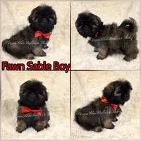 Beautiful pekitzu , a male Pekingese and Shih Tzu for sale in Ellensburg, WA – 1 of 1