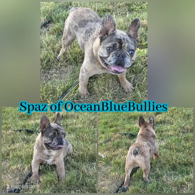 Blue fawn merle fluffy carrier – French Bulldog puppy for sale in Ellensburg, WA