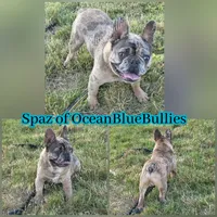 Blue fawn merle fluffy carrier, a male French Bulldog for sale in Ellensburg, WA – 1 of 1