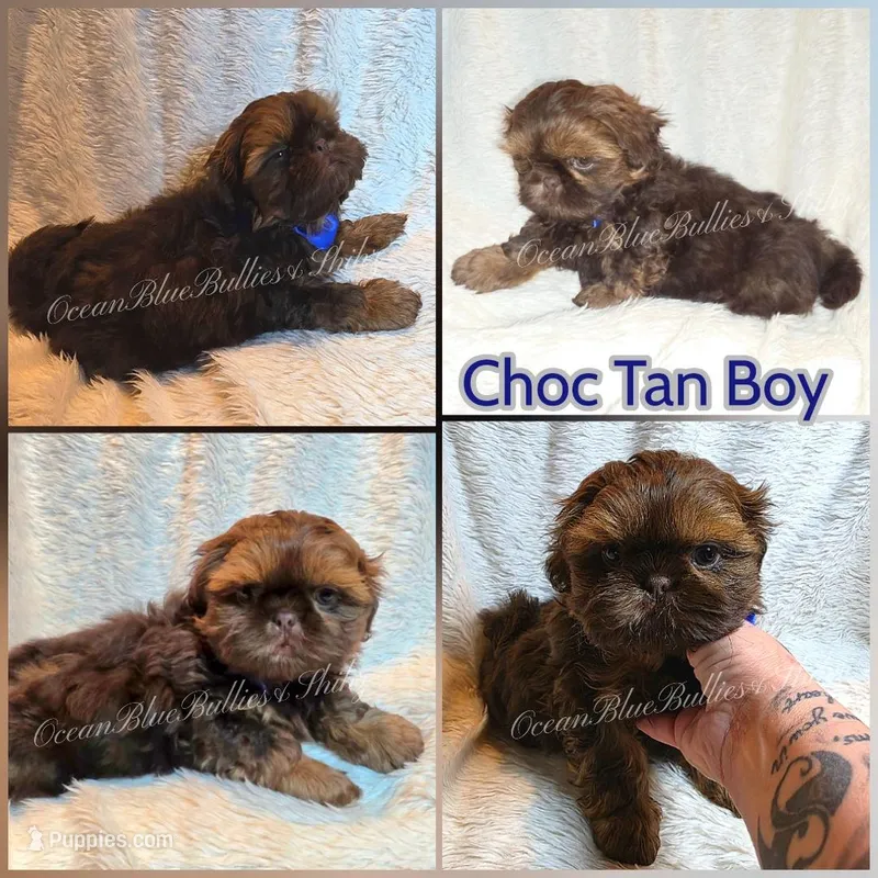 Sam – Shih Tzu puppy for sale in Seattle, WA