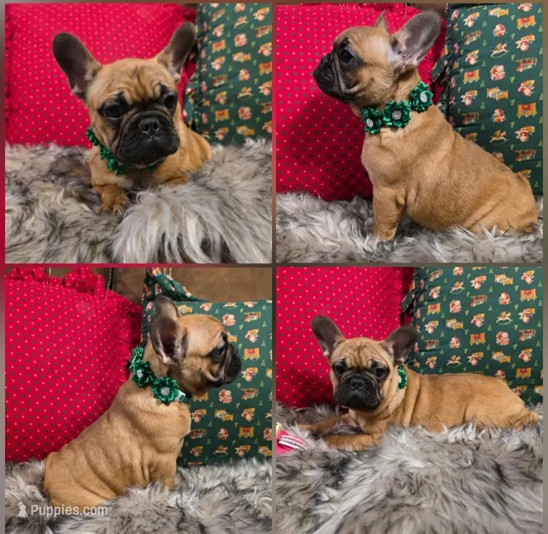 angle, a female French Bulldog for sale in Seattle, WA – Photo 1 of 1