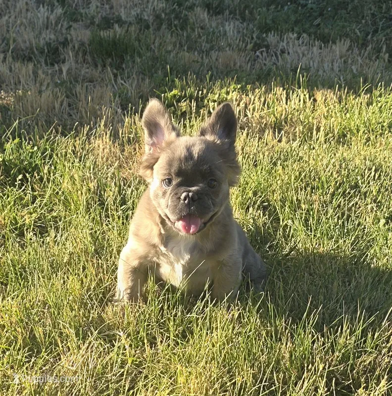 Blue Sable testable, at carrier – French Bulldog puppy for sale in Ellensburg, WA