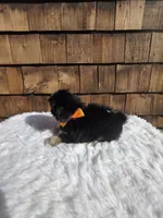 Black Tri Pekitzu , a male Shih Tzu for sale in Ellensburg, WA – 5 of 5