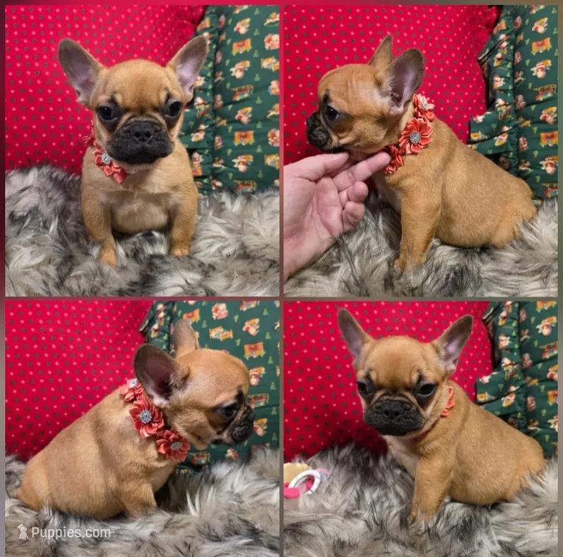 Miracle , a female French Bulldog for sale in Seattle, WA – Photo 1 of 1