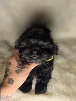 Solid Black Pekitzu , a male Pekingese and Shih Tzu for sale in Ellensburg, WA – 3 of 5