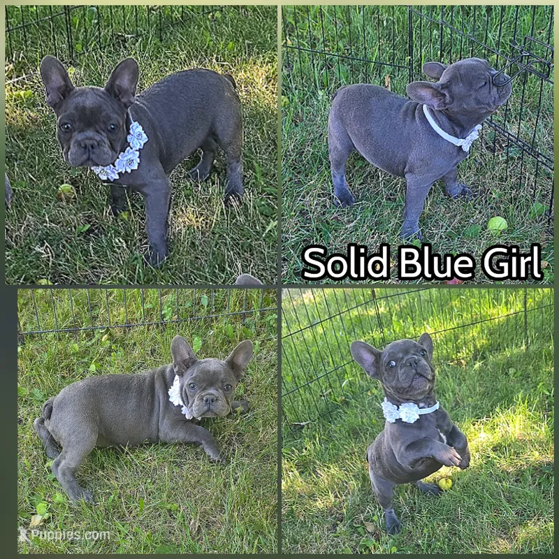 White Collar Girl – French Bulldog puppy for sale in Ellensburg, WA