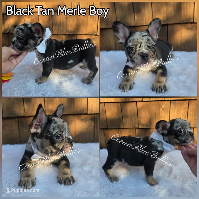 Sebastian – French Bulldog puppy for sale in Ellensburg, WA