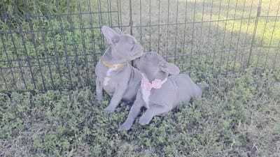 Orange collar boy, a male French Bulldog for sale in Ellensburg, WA – 2 of 2