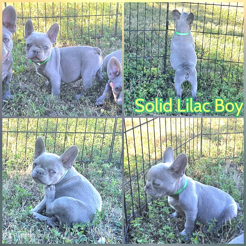Tiny Green Collar Boy – French Bulldog puppy for sale in Ellensburg, WA