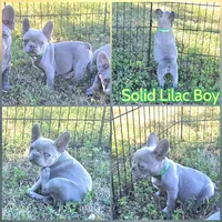 Tiny Green Collar Boy, a male French Bulldog for sale in Ellensburg, WA – 1 of 1