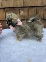 Teacup Tootie , a female Shih Tzu for sale in Ellensburg, WA – 4 of 7