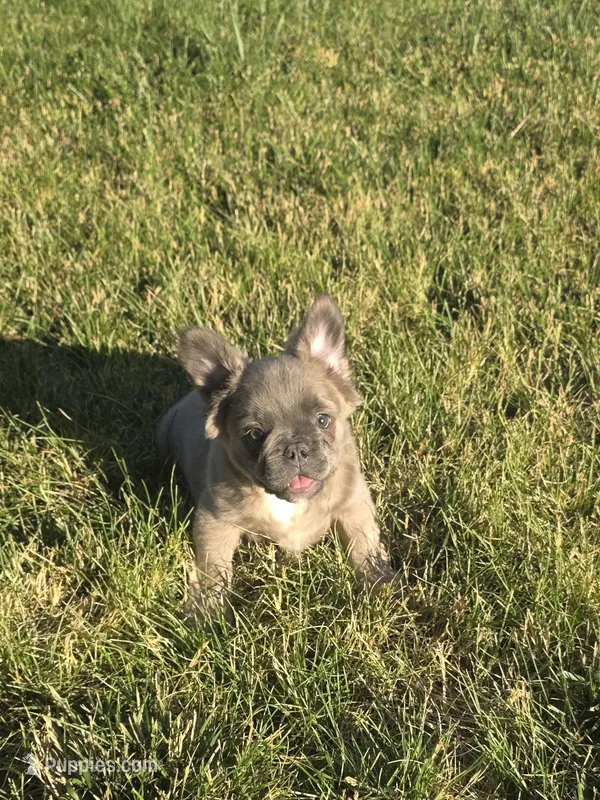 Carriers cocoa, testable choc, at,  – French Bulldog puppy for sale in Ellensburg, WA