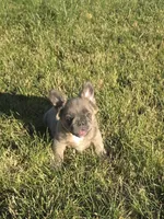Carriers cocoa, testable choc, at, , a female French Bulldog for sale in Ellensburg, WA – 1 of 6