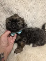 Ting Blue Sable Pekitzu, a female Shih Tzu for sale in Ellensburg, WA – 1 of 6