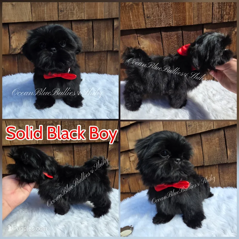 Tiny Toy Max – Shih Tzu puppy for sale in Ellensburg, WA