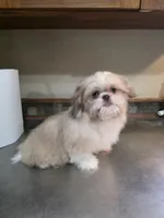 Teddy, a male Shih Tzu for sale in Ellensburg, WA – 1 of 3