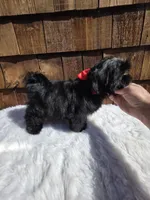 Solid Black boy, a male Shih Tzu for sale in Ellensburg, WA – 5 of 5