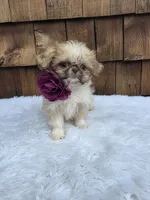 Teacup Butterscotch , a female Shih Tzu for sale in Ellensburg, WA – 2 of 5