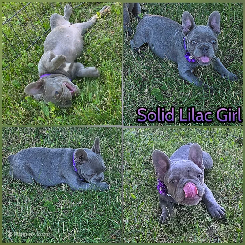 Purple Collar Girl – French Bulldog puppy for sale in Ellensburg, WA
