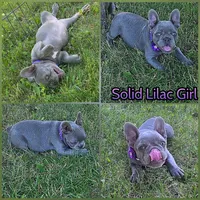 Purple Collar Girl, a female French Bulldog for sale in Ellensburg, WA – 1 of 1