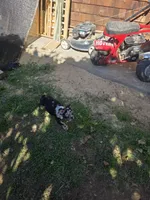 Sebastian, a male French Bulldog for sale in Ellensburg, WA – 2 of 3