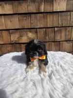 Black Tri Pekitzu , a male Shih Tzu for sale in Ellensburg, WA – 3 of 5