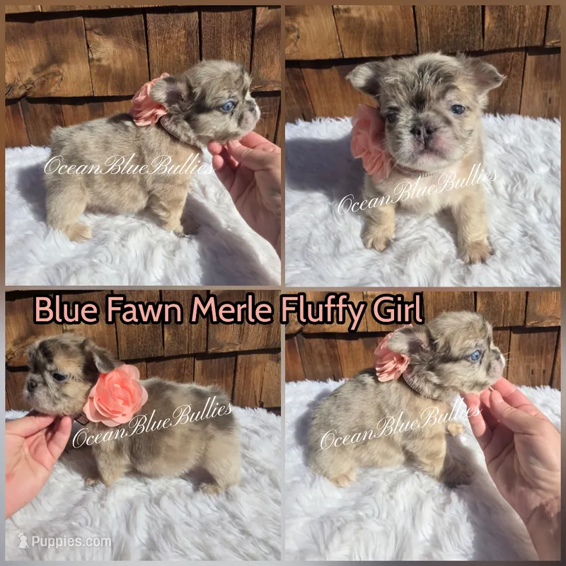 Tootie – French Bulldog puppy for sale in Ellensburg, WA
