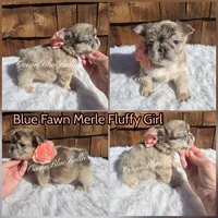 Tootie, a female French Bulldog for sale in Ellensburg, WA – 1 of 1
