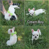 Carriers testable, blue, cocoa, at, fluffy, pie, a male French Bulldog for sale in Ellensburg, WA – 1 of 1