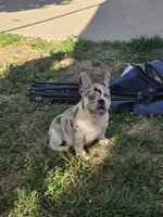 Skyler, a male French Bulldog for sale in Ellensburg, WA – 4 of 7