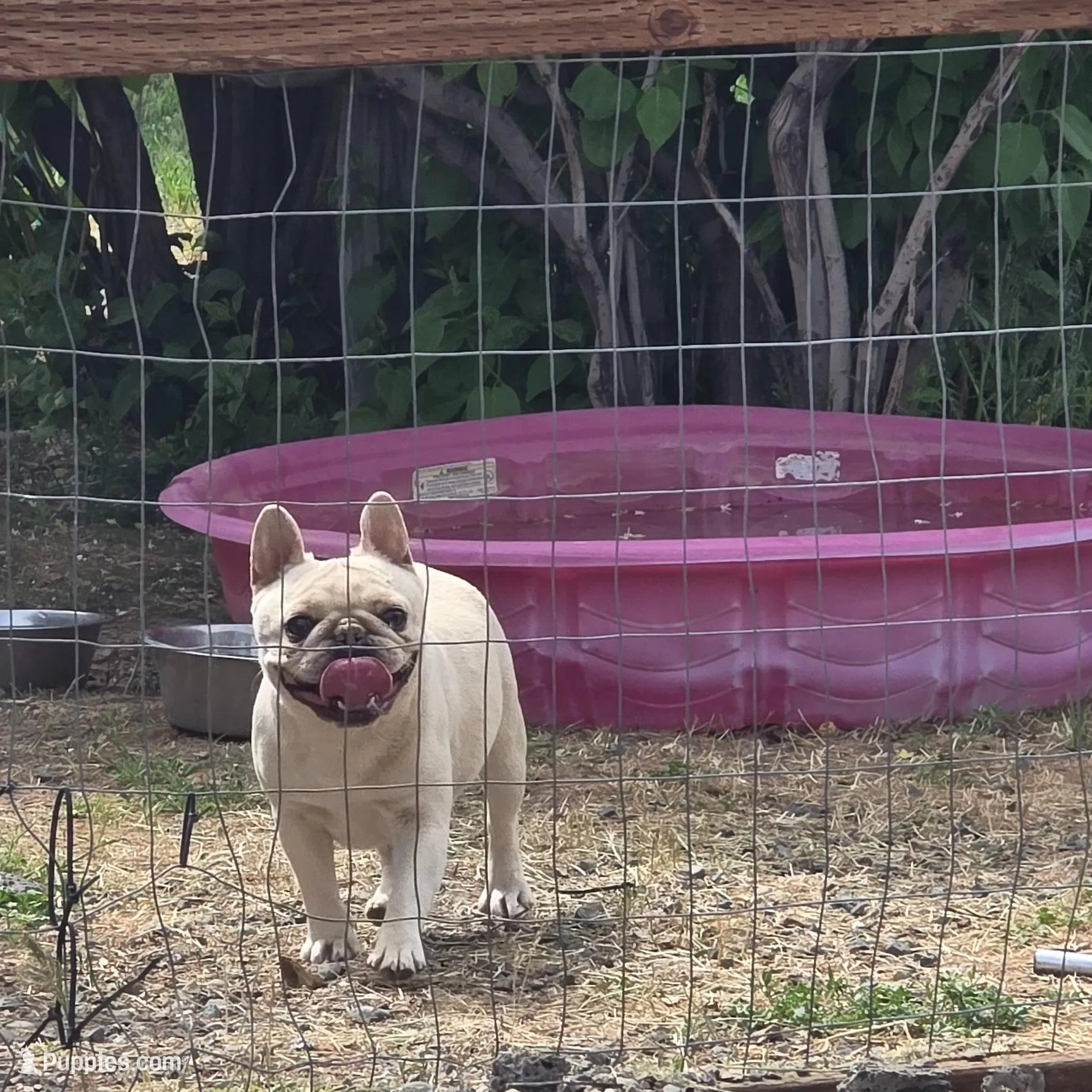 Sushi, a female French Bulldog for sale in Seattle, WA – Photo 1 of 5