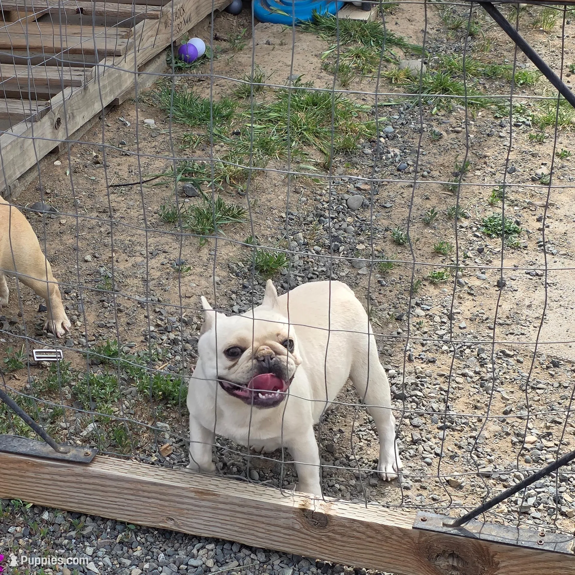 Sushi, a female French Bulldog for sale in Seattle, WA – Photo 4 of 5