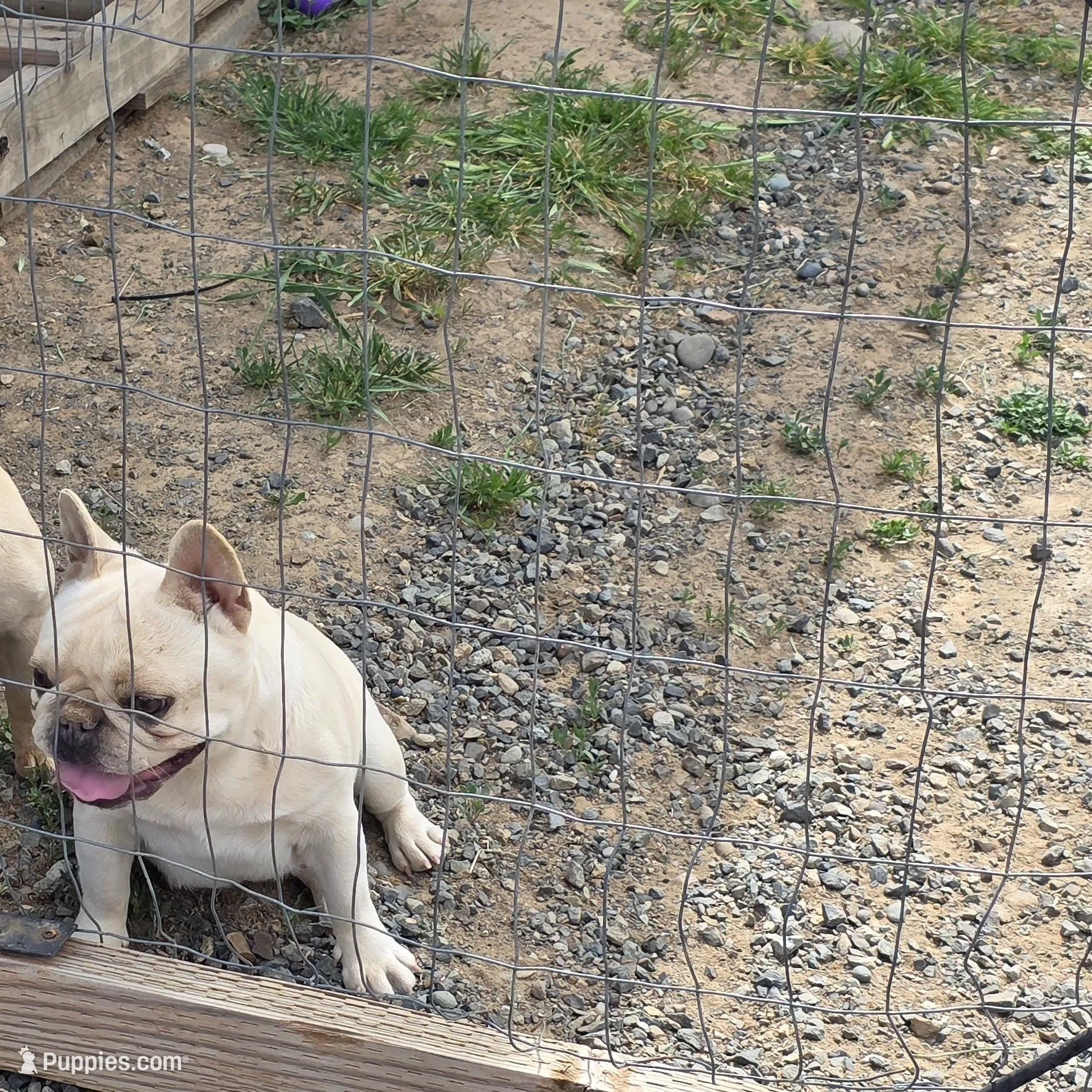 Sushi, a female French Bulldog for sale in Seattle, WA – Photo 3 of 5