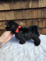 Solid Black boy, a male Shih Tzu for sale in Ellensburg, WA – 4 of 5