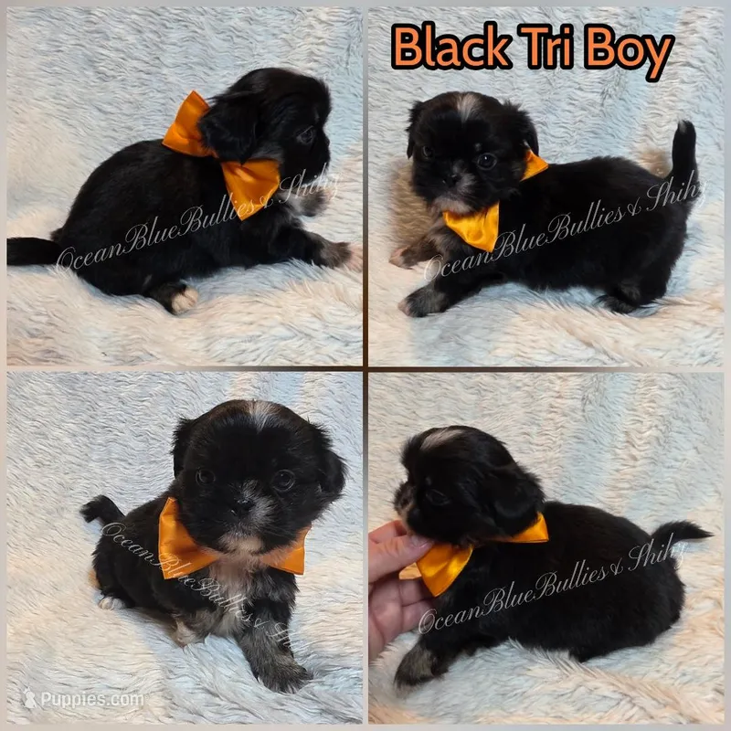 Pekitzu Boy#2 – Pekingese, Shih Tzu puppy for sale in Seattle, WA