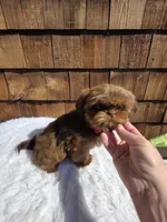 Choc Tan Girl , a female Shih Tzu for sale in Ellensburg, WA – 4 of 5