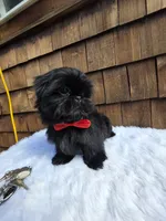Solid Black boy, a male Shih Tzu for sale in Ellensburg, WA – 3 of 5