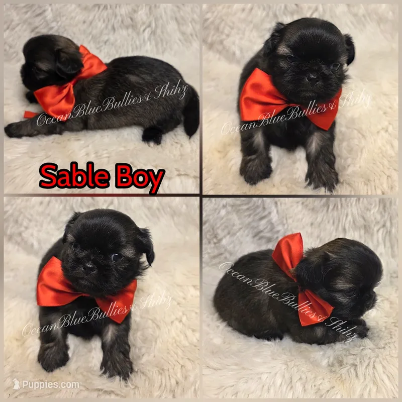Sable pekitzu  – Pekingese, Shih Tzu puppy for sale in Ellensburg, WA