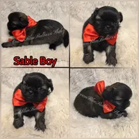 Sable pekitzu , a male Pekingese and Shih Tzu for sale in Ellensburg, WA – 1 of 1