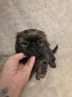 Ting Blue Sable Pekitzu, a female Shih Tzu for sale in Ellensburg, WA – 6 of 6