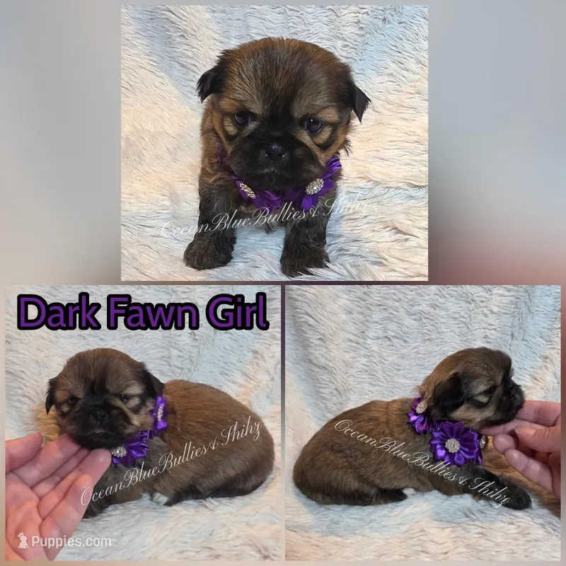 Pekitzu Girl #2 – Pekingese, Shih Tzu puppy for sale in Seattle, WA