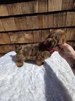 Choc Tan Girl , a female Shih Tzu for sale in Ellensburg, WA – 5 of 5