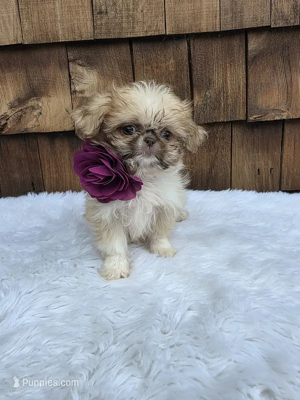 Teacup Butterscotch 2lbs – Shih Tzu puppy for sale in Ellensburg, WA