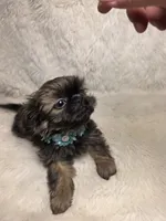 Ting Blue Sable Pekitzu, a female Shih Tzu for sale in Ellensburg, WA – 3 of 6