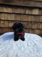 Solid Black boy, a male Shih Tzu for sale in Ellensburg, WA – 2 of 5