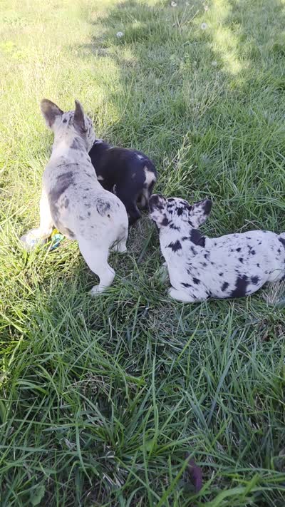 Sebastian, a male French Bulldog for sale in Ellensburg, WA – 3 of 3